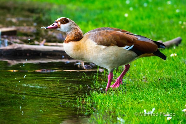 Nilgans am Zugersee