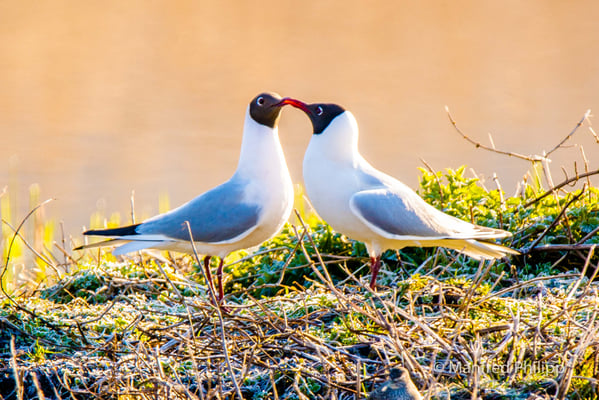 Turtelnde Schwarzkopfmöven