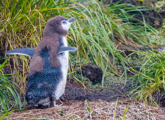 Junger Pinguin, Chie