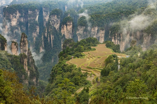 Reisterassen in Zhangiiajie