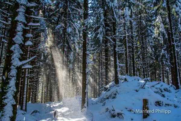 Winterstimmung im Wald beim Raten
