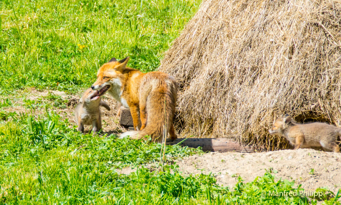 Füchsin mit Jungem