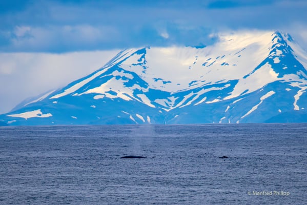 Buckelwal in Alaska