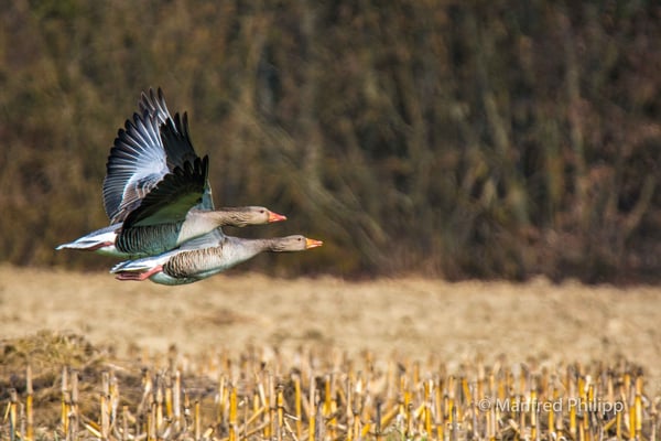 Graugänse im Flug