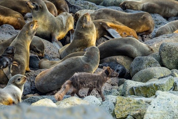 Polarfuchs mit Pelzrobben 