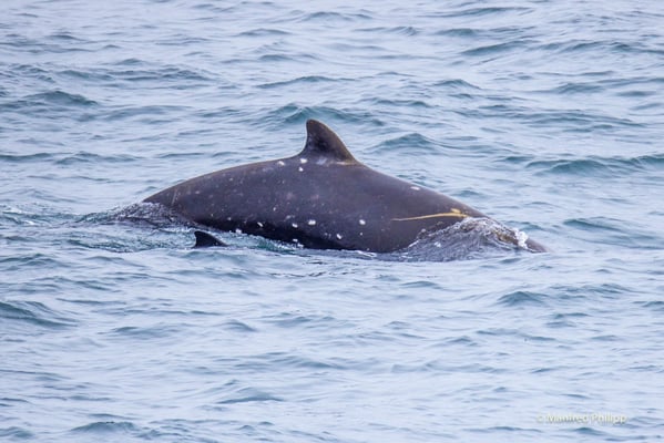 Sato Schnabelwal mit einem Jungen (Sato's beaked whale)