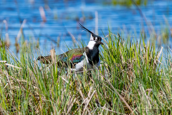 Kiebitz, Neeracherried