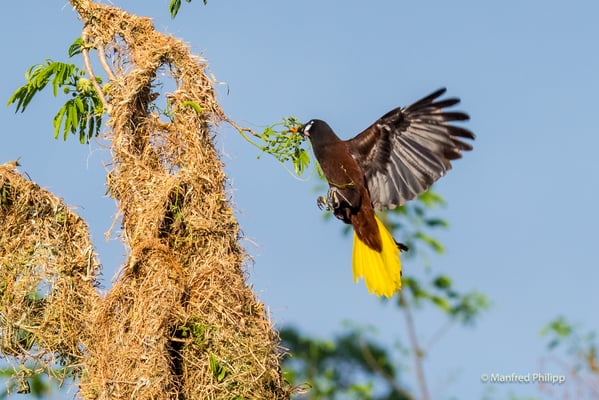 Montezuma Orependola beim Nestbau, Costa Rica