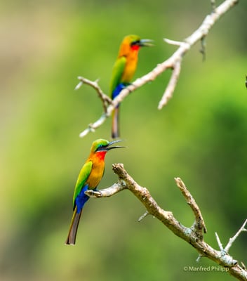 Rotkehlspint, Uganda