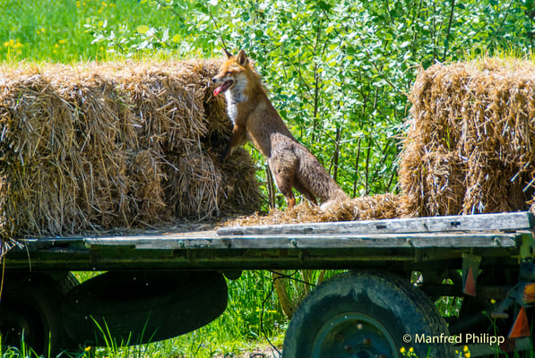 Füchsin sucht Nahrung für den Nachwuchs