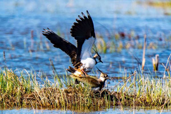 Kiebitze, Neeracherried