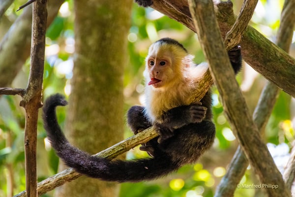 Kapuzineraffe, Costa Rica
