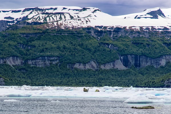 Seehunde auf einer Eisscholle in der Icy Bay