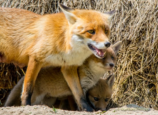 Füchsin mit Jungem