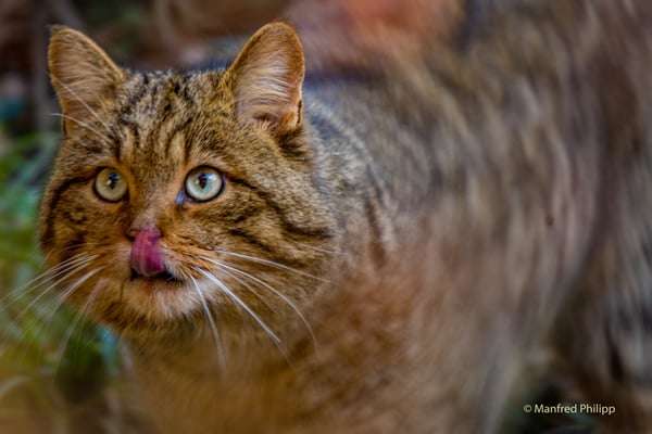 Wildkatze im Tierpark