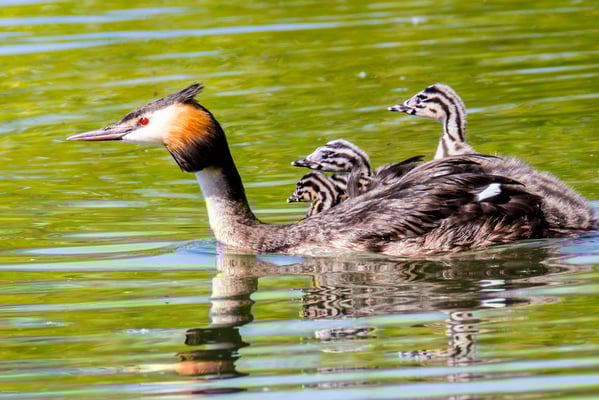 Haubentaucher mit vier Jungen