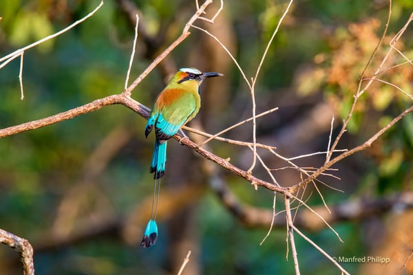 Türkis-brauner Motmot, Costa Rica