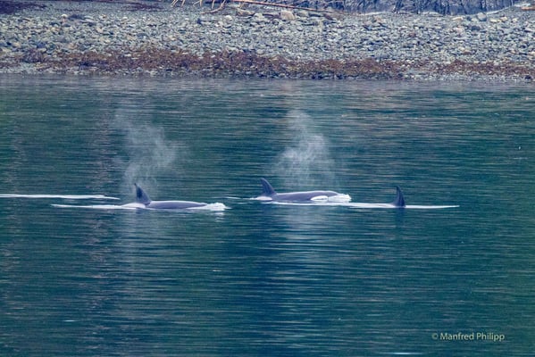 Orcas in der Inside Passage