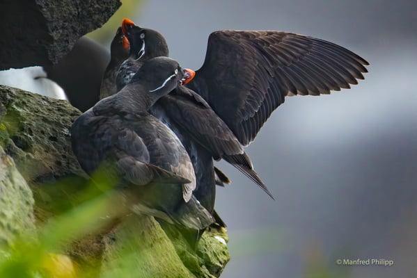 Rotschnabelalk (Parakeet auklet) 