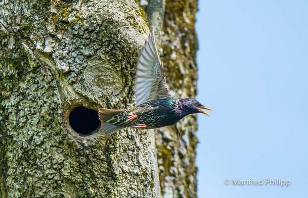 Star fliegt aus dem Nest