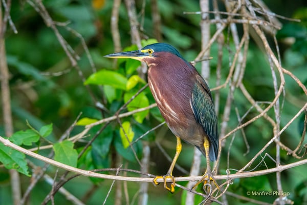 Kleiner Blaureiher, Costa Rica