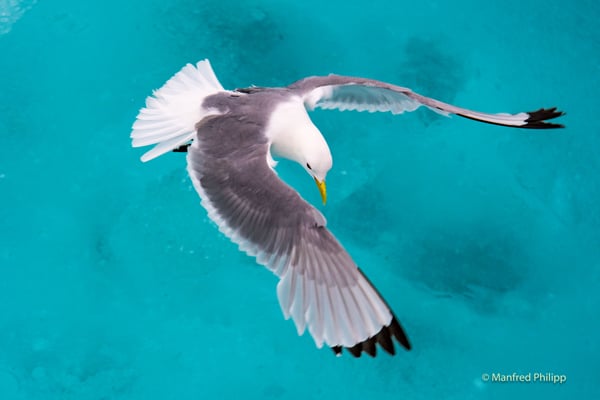 Möve fliegt über das Packeis in der Arktis