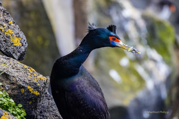 Rotgesichtsscharbe (Red-faced cormorant)