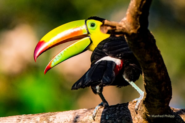 Fischer Tukan, Costa Rica