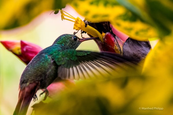 Ruffus-tailed Kolibri, Costa Rica