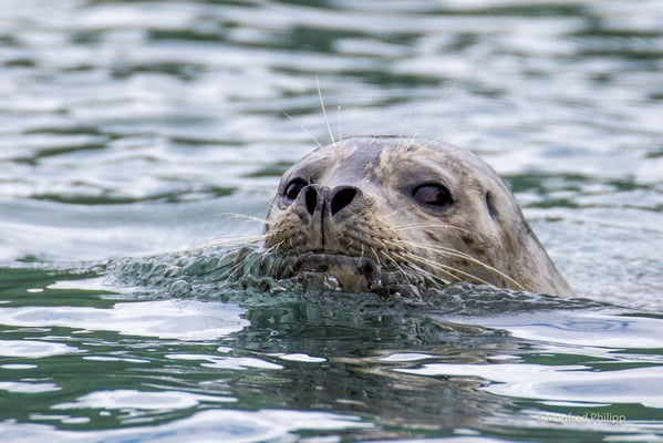 Seehund im Wasser
