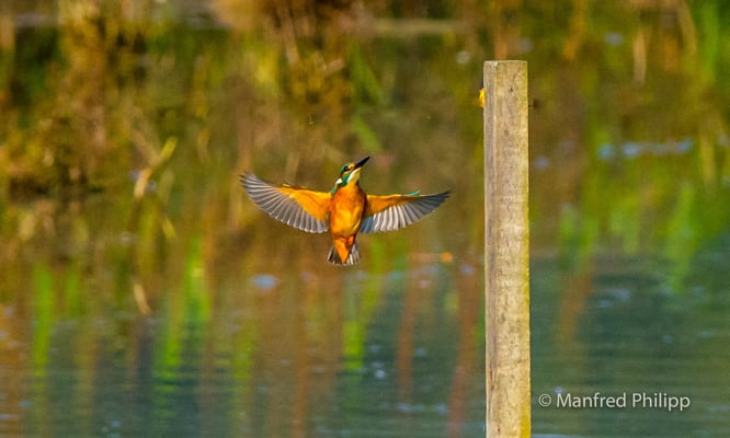 Eisvogel im Flug an der Reuss
