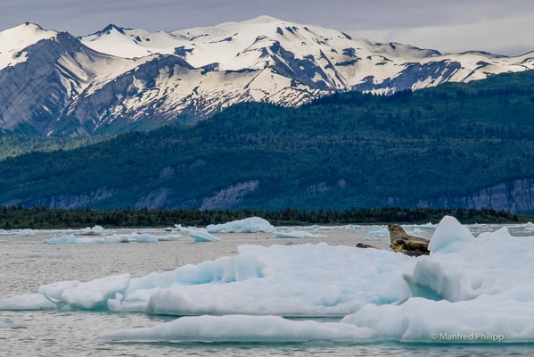 Seehunde auf einer Eisscholle in der Icy Bay