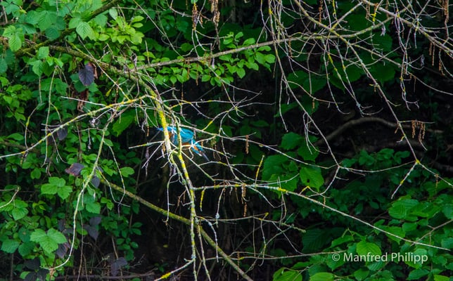 Eisvogel auf der Jagd