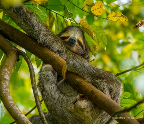 Faultier, Costa Rica
