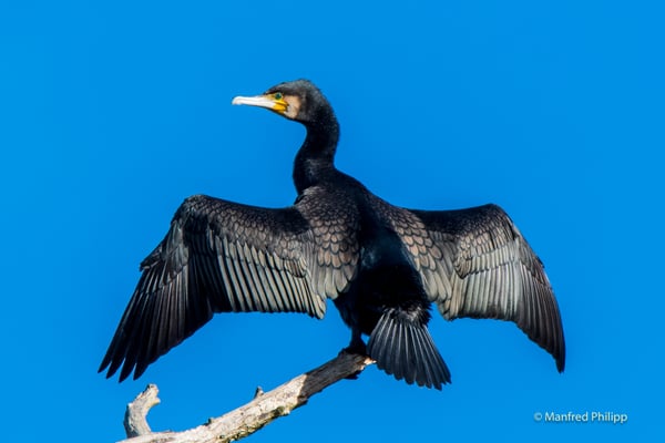 Kormoran am Klingnauer-Stausee
