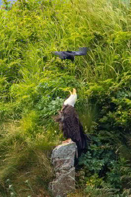 Angriff einer Krähe auf einen Weisskopfseeadler