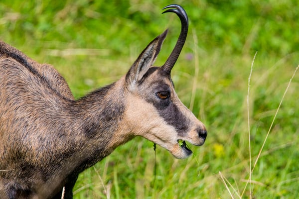 Gämse im Mythengebiet