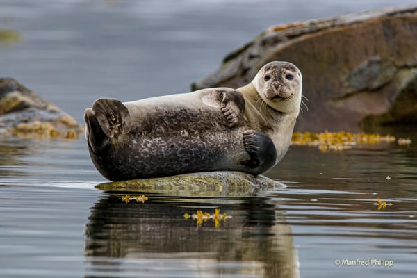 Seehund, Spitzbergen