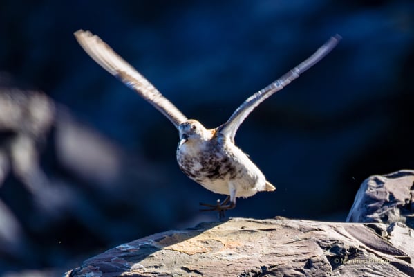 Beringstrandläufer ( Rock Sandpiper) 