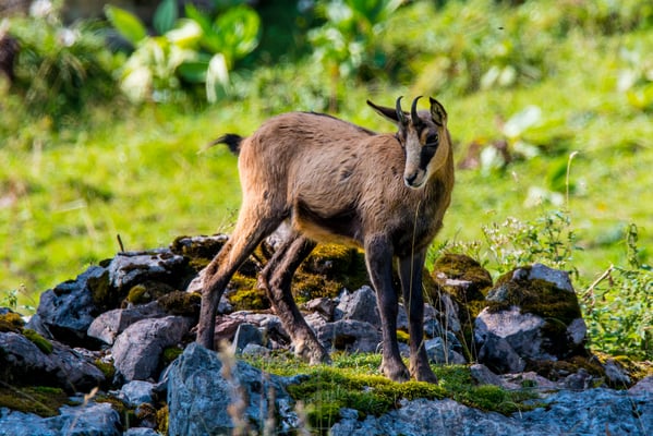 Gämse im Mythengebiet