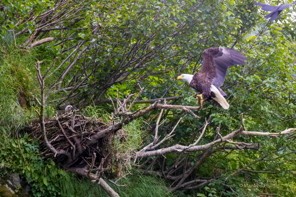 Nest eines Weisskopfseeadlers mit einem Jungen