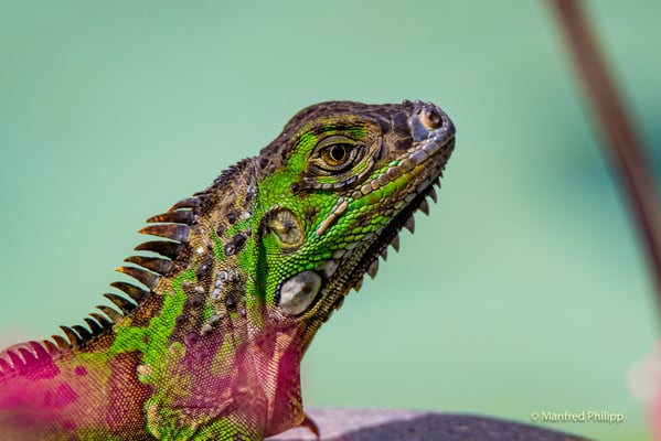 Leguan, Costa Rica