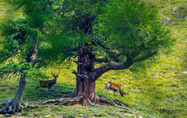 Rothirsche im Val Trupchun