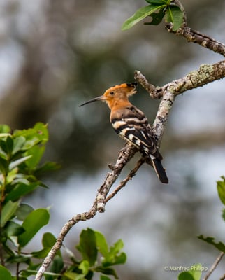 Wiedehopf, Sri Lanka