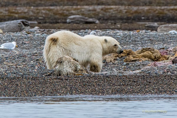 Eisbär, Spitzbergen