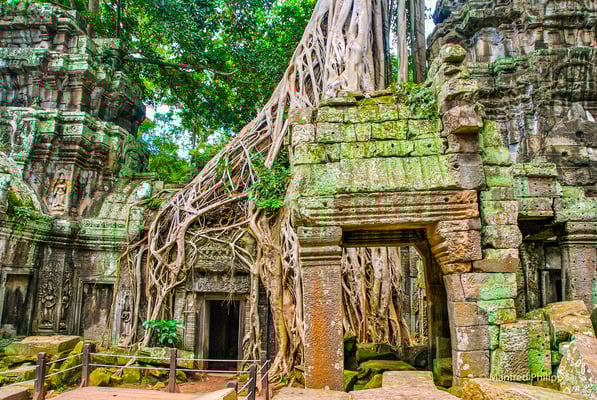 Tempel Ta Prohm in Ankor Wat, Kambodscha