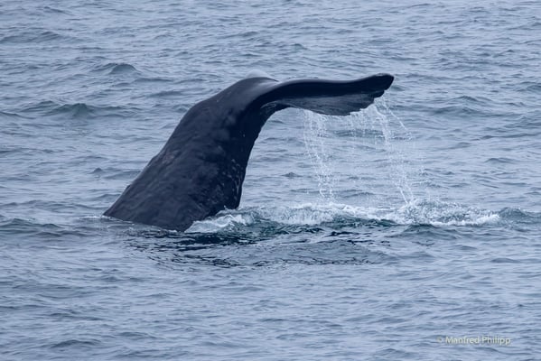 Pottwal (Sperm whale)