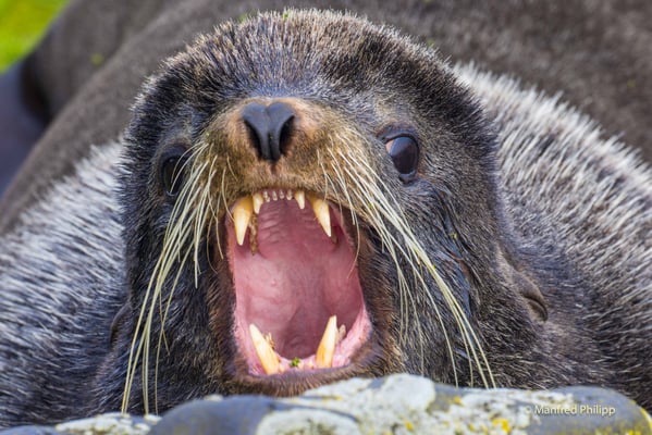 Pelzrobbe,  St. Paul's Island in der Beringsee