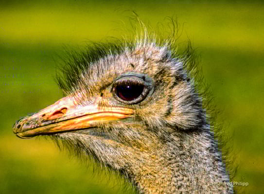 Strauss in Südafrika