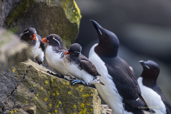 Rotschnabelalken und Dickschnabellumme